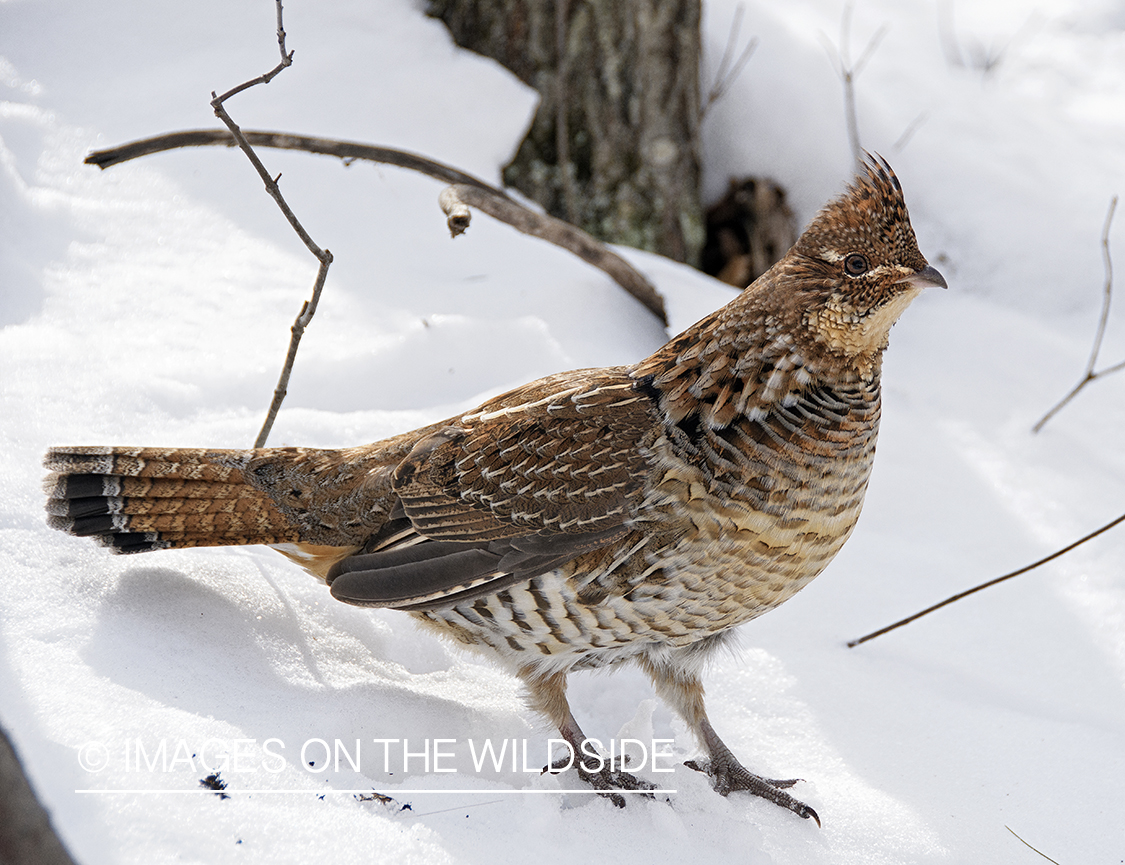 Ruffed grouse in snow.