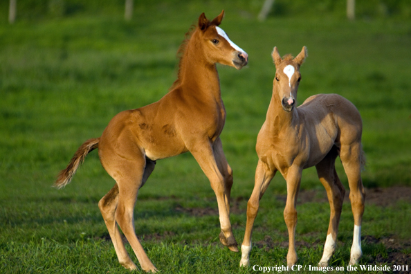 Foals in field. 