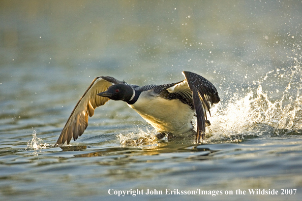 Loon taking flight