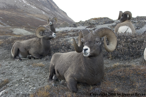 Herd of Rocky Mountain bighorn sheep (rams).