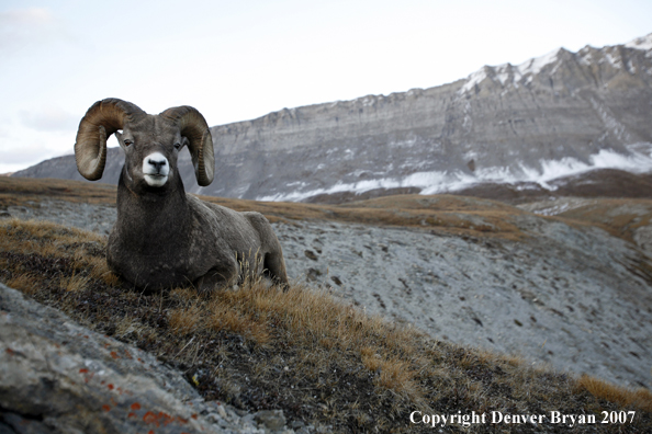 Rocky Mountain Bighorn Sheep