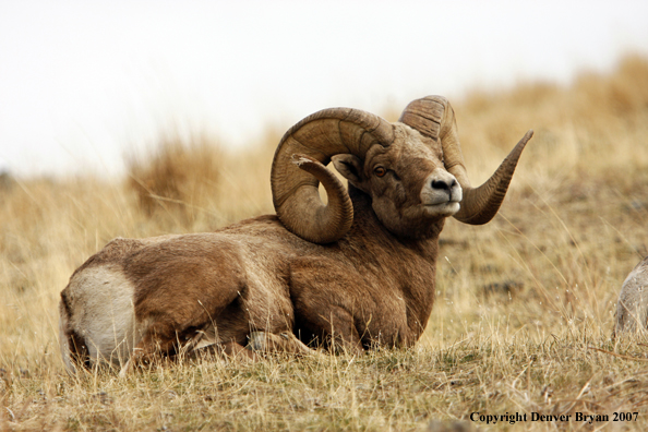 Rocky Mountain Big Horn Sheep