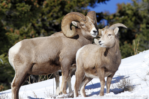 Rocky Mountain Bighorn Sheep