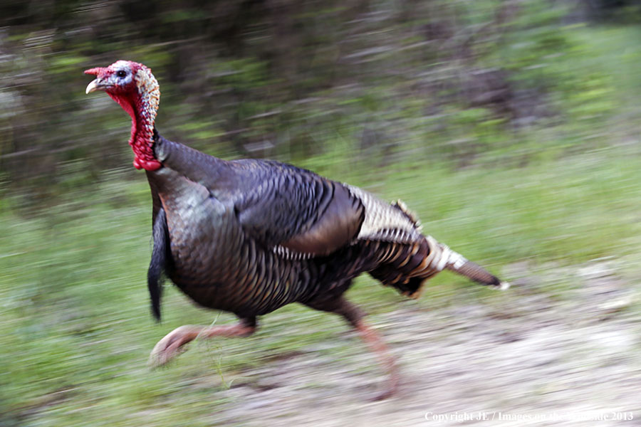 Rio Grande Turkeys running. 