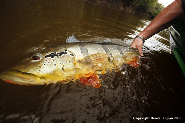 Flyfisherman with peacock bass