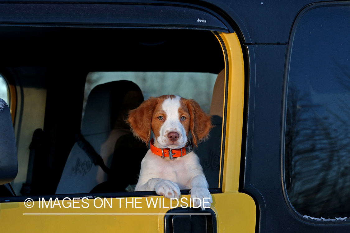 Brittany Spaniel puppy in yellow Jeep.