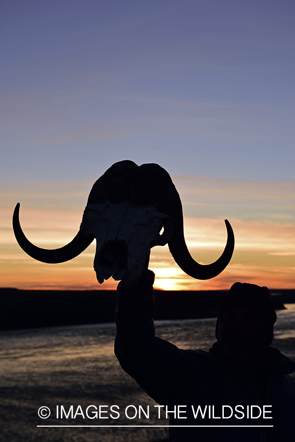 Fisherman holding muskox skull at sunset.