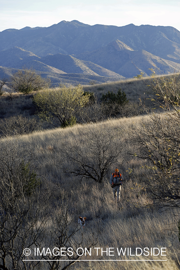 Mearns quail hunting with Brittany Spaniel.