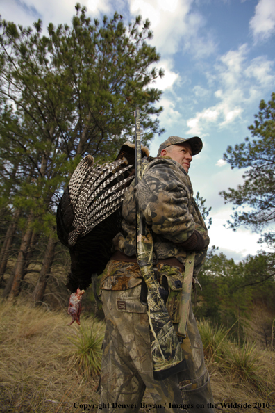 Hunter with bagged (Merriam's) turkey thrown over shoulder