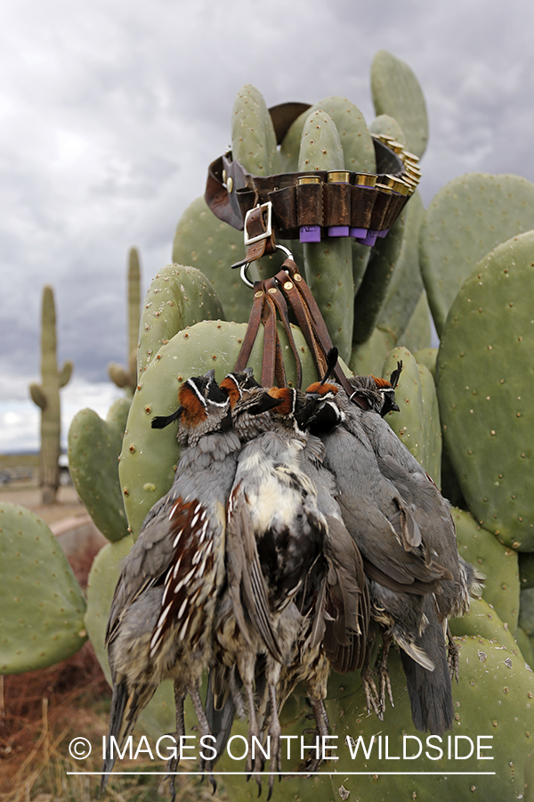 Bagged Gambel's Quails on cactus in Arizona.