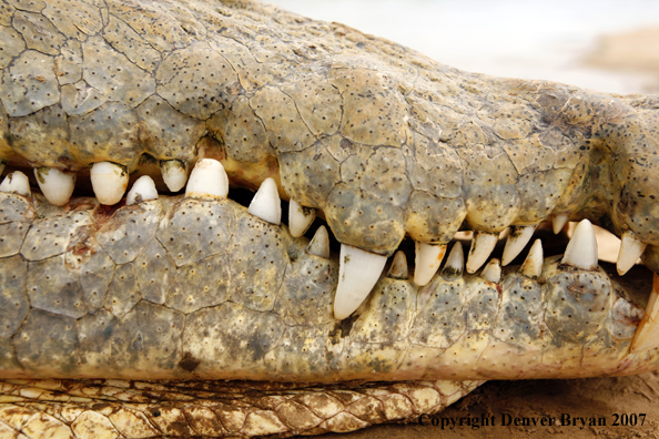 Up-close view of African crocodile's teeth