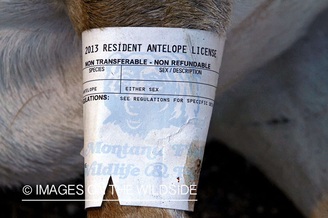 Montana Pronghorn Antelope tag on bagged antelope.