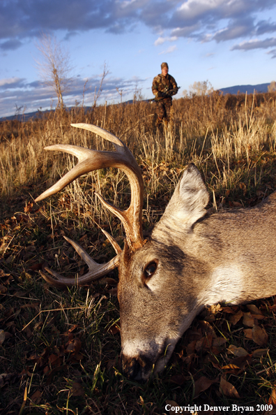 Bowhunter approaching whitetail buck kill.