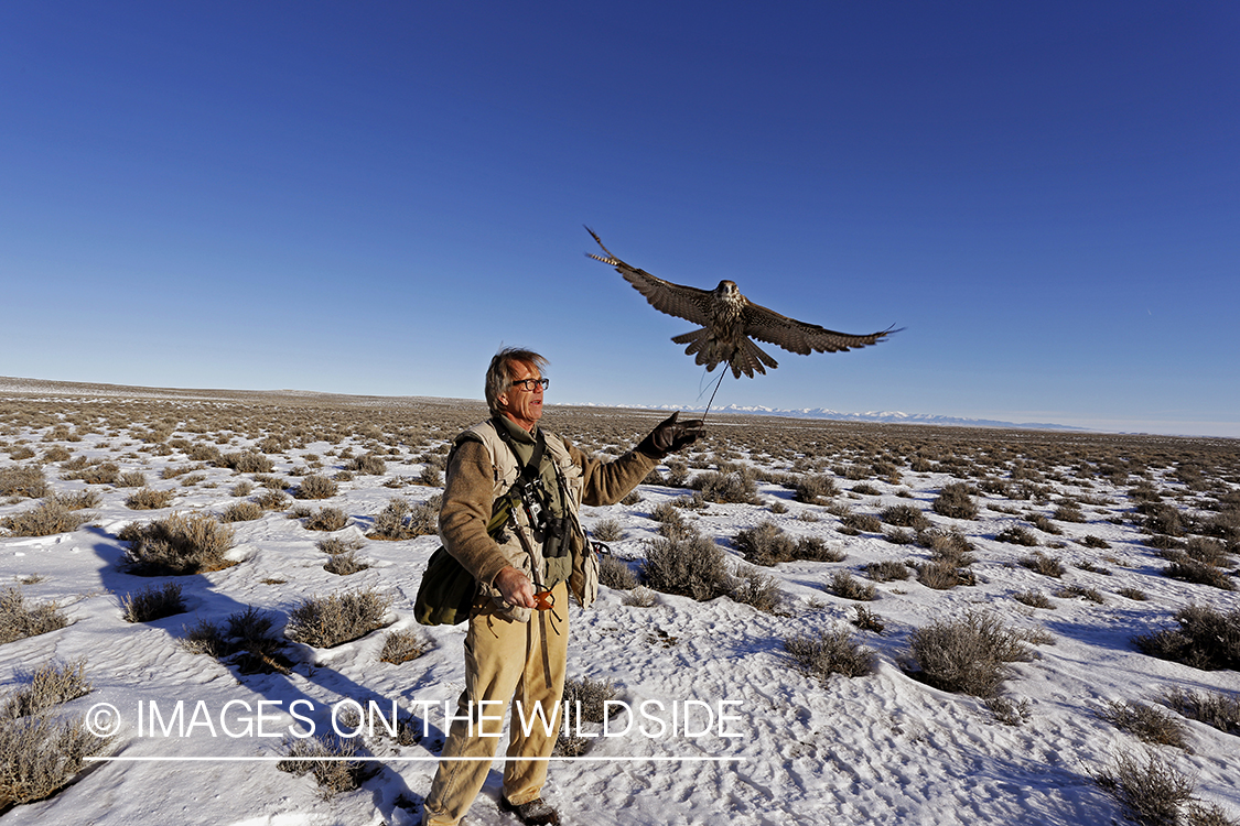 Falconer casting gyr falcon.