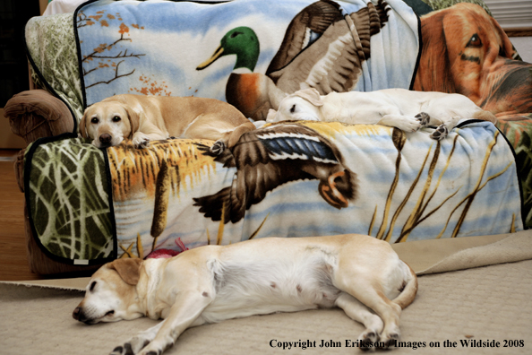 Yellow Labrador Retrievers