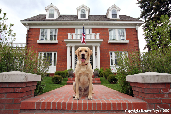 Yellow Labrador Retriever in front of house