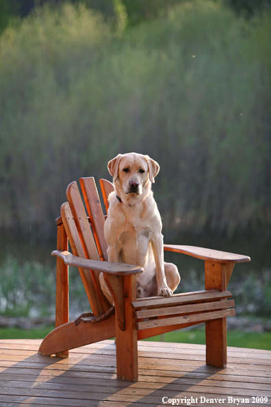 Yellow Labrador Retriever in chair
