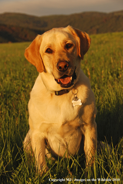 Yellow Labrador Retriever