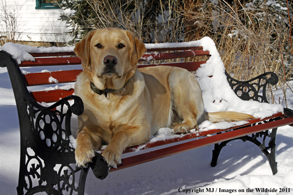 Yellow Labrador Retriever lying on bench
