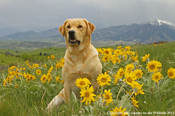 Yellow Labrador Retriever.