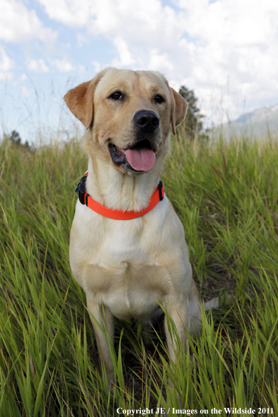 Yellow Labrador Retriever.