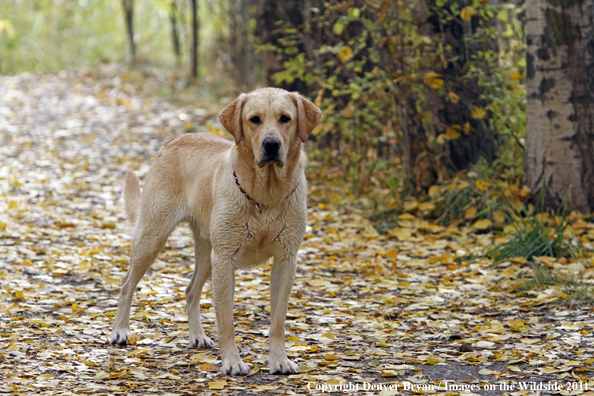 Yellow Labrador Retriever.