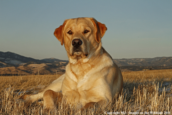 Yellow Labrador Retriever.