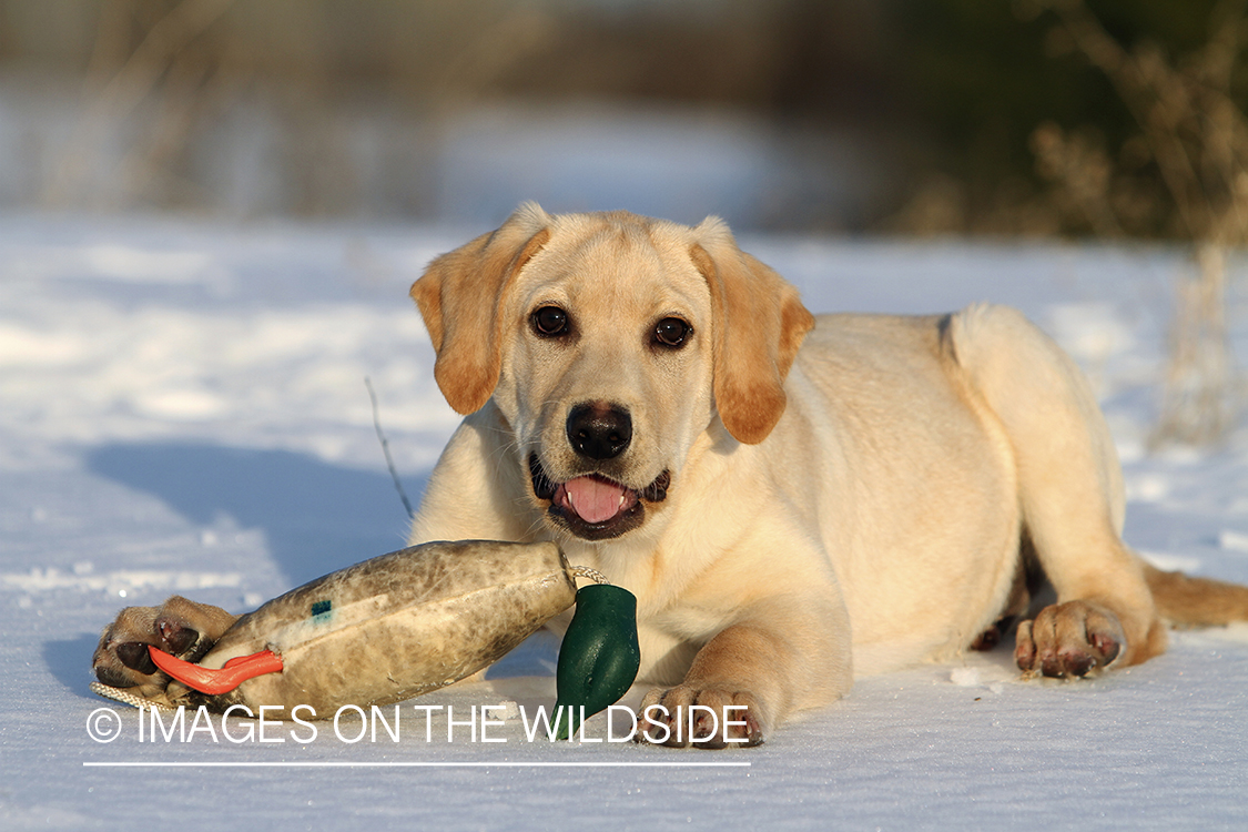Yellow Labrador Retriever Puppy with training toy.
