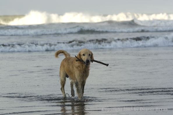 Golden Retriever fetching stick on beach.
