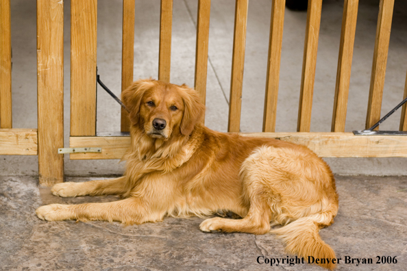 Golden Retriever.