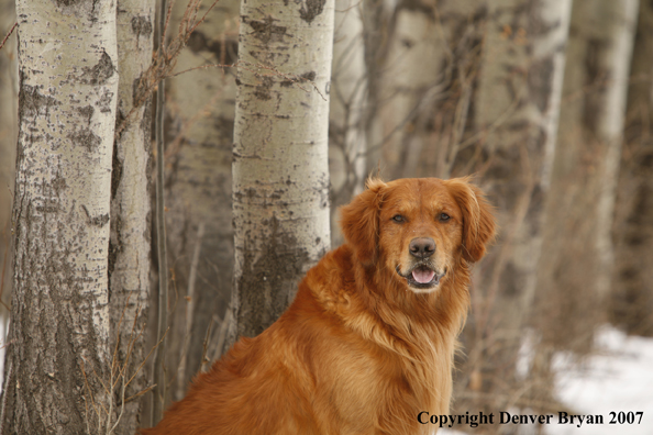 Golden Retriever 