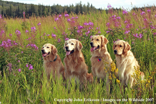 Golden Retrievers 