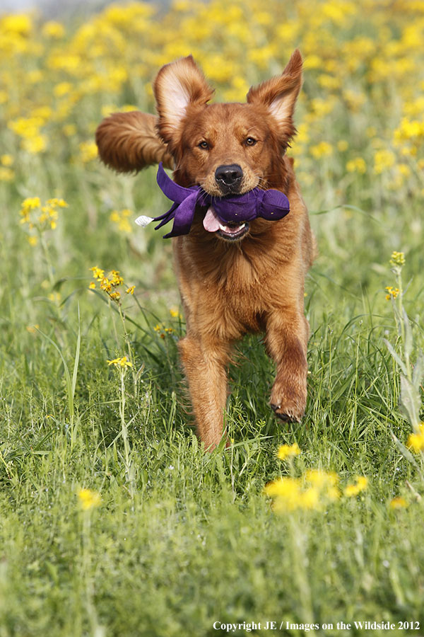 Golden Retriever with toy.