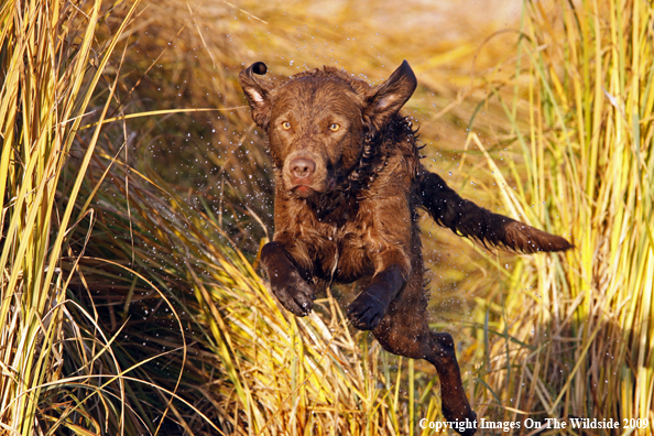 Chesapeake Bay Retriever