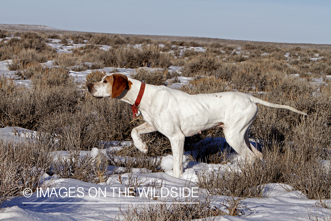 English pointer in field.