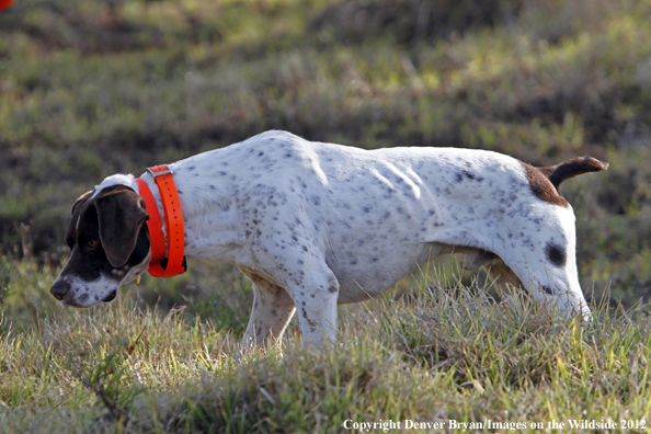German shorthair on point. 