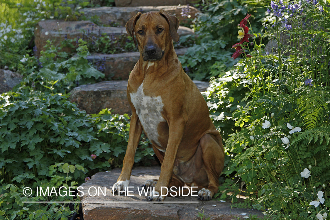 Rhodesian Ridgeback