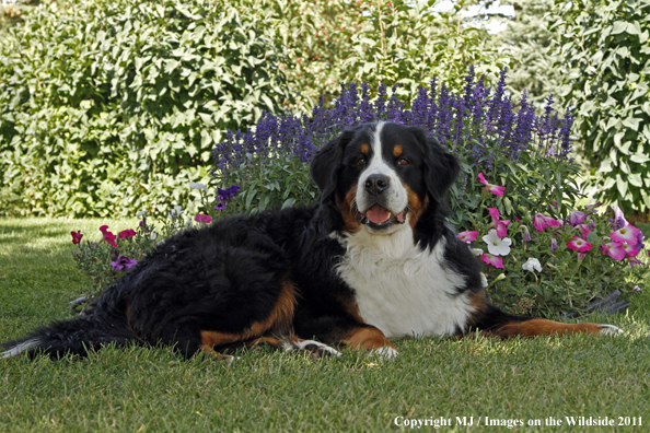 Bernese Mountain Dog.