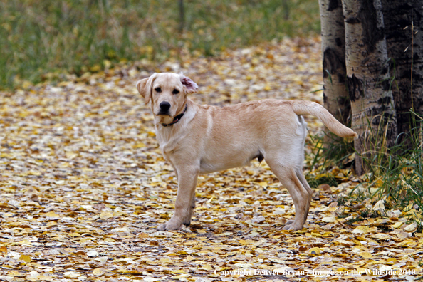 Yellow Labrador Retriever Puppy