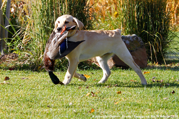 Yellow Labrador Retriever Puppy with duck. 