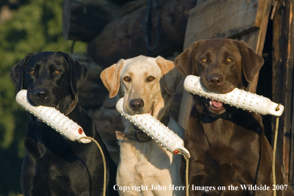 Multi-colored labrador retrievers