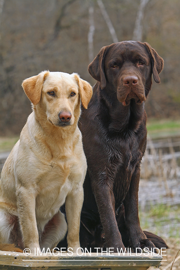 Multi-colored labrador retrievers.