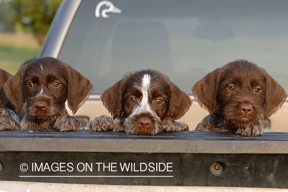 Wirehaired Pointing Griffon puppies in bed of pickup.