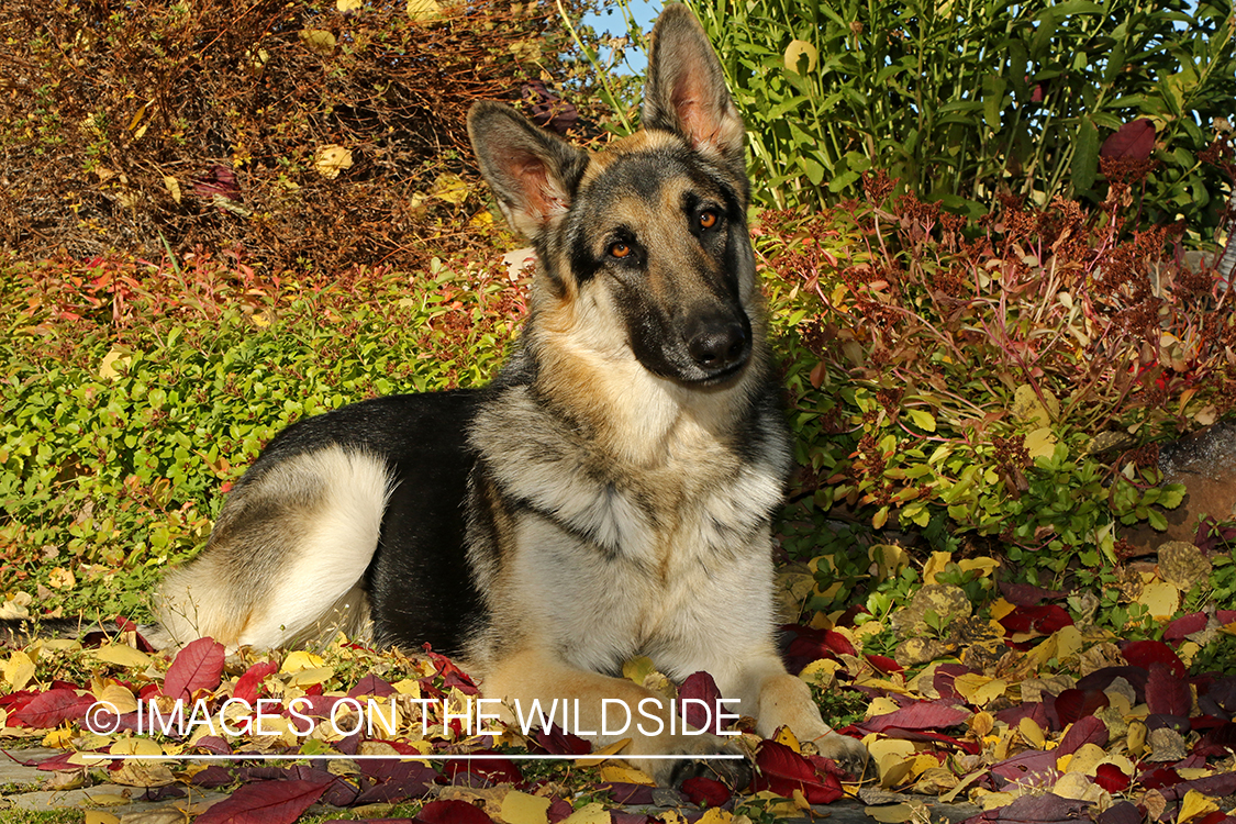 German Shepherd in fall leaves.