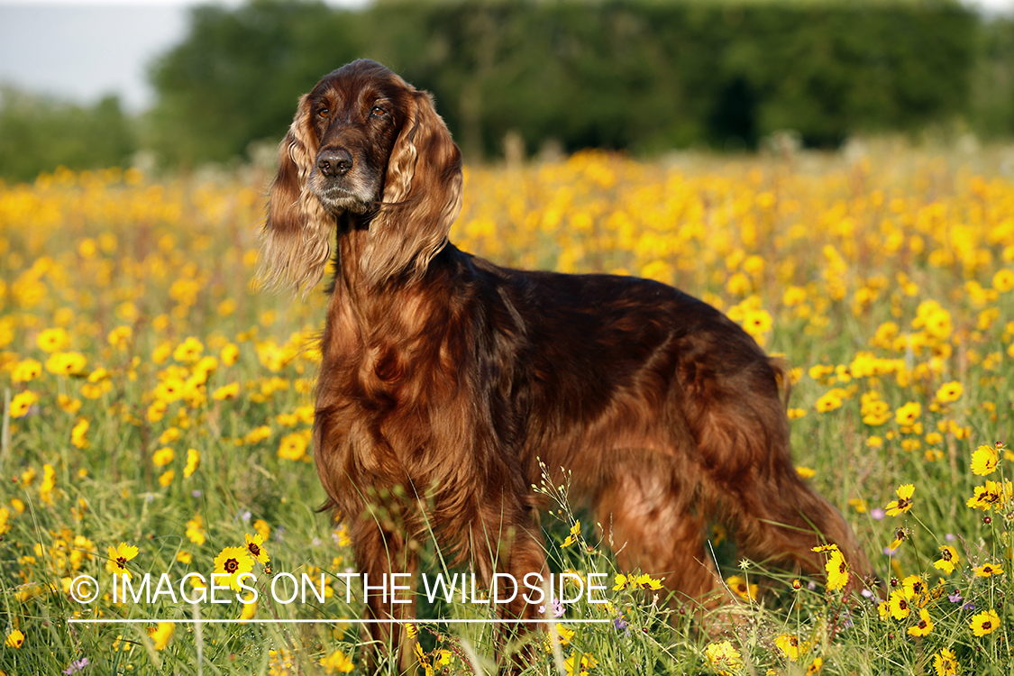 Irish Setter in field.