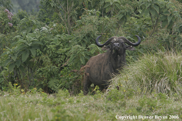 African Cape Buffalo