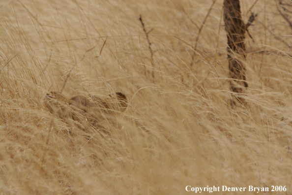 African lioness laying