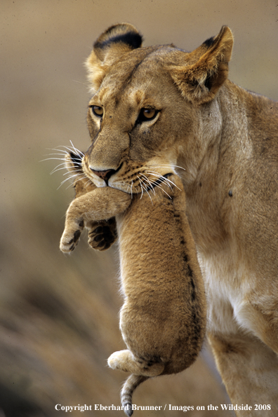 African Lioness carrying cub