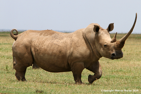 White rhinocerous