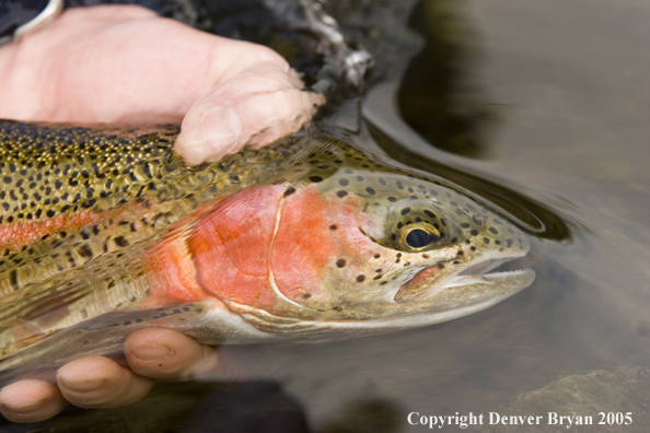 Rainbow trout